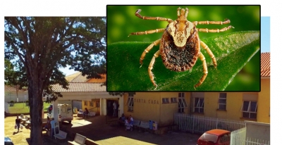 Criança de 10 anos morre com suspeita de febre maculosa em Ipaussu 