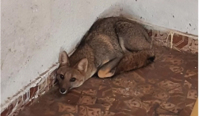 Raposa aparece em quintal de casa na região 