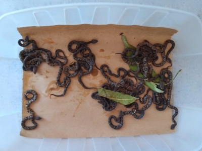 Vinte filhotes de jararaca são encontrados em propriedade rural na região