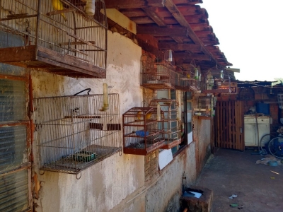 Homem é multado em R$ 42 mil por manter aves em cativeiro e situação de maus-tratos