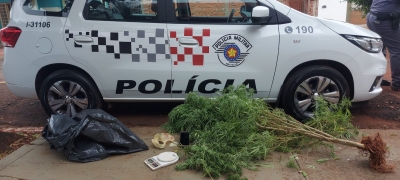 Polícia de Salto Grande encontra pés de maconha e prende homem por tráfico de drogas 