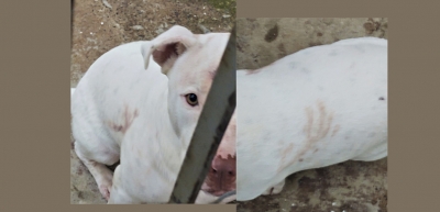 Pitbull ataca ladrão e salva dona de hotel para cães em Santa Cruz do Rio Pardo 