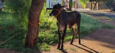 Boi escapa e mobiliza bombeiros em Ourinhos