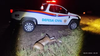 Onça-parda morre atropelada em rodovia da região 