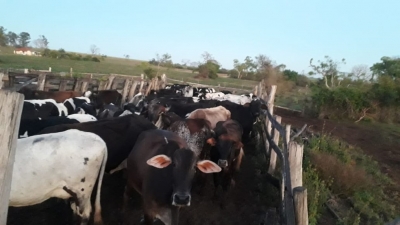 Polícia localiza centenas de cabeças de gado furtadas na região 