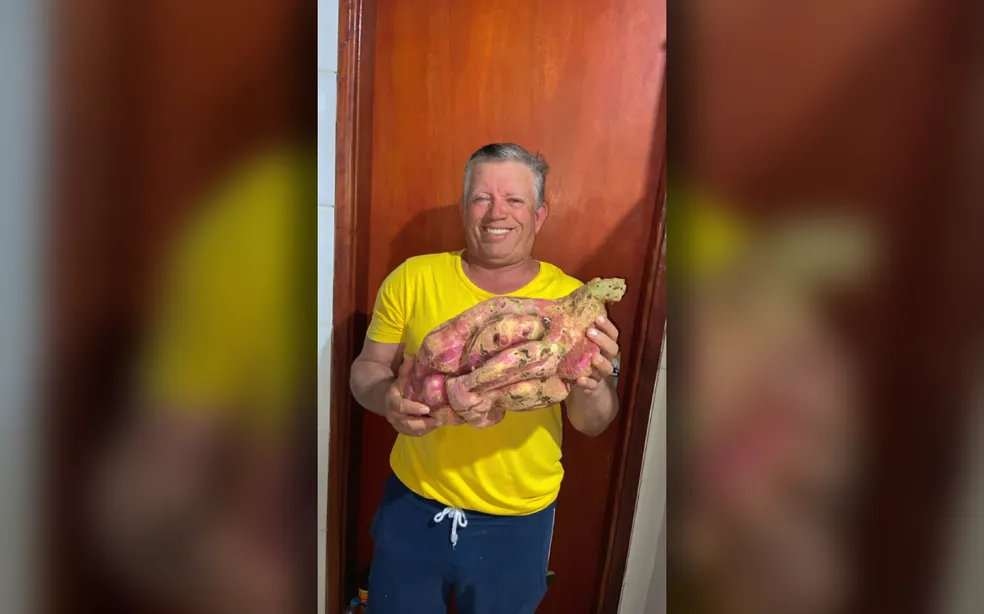 Morador da região colhe batata-doce de mais de 6kg em horta pessoal