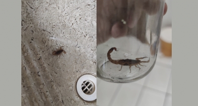 Mais uma criança é picada por escorpião em Ourinhos