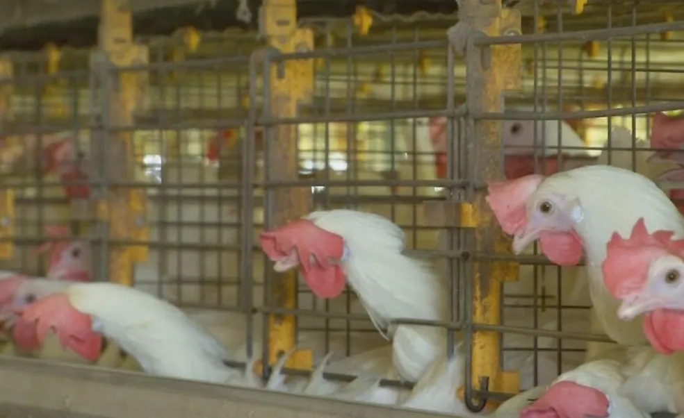 Cidade do centro-oeste paulista decreta estado de alerta zoosanitário como prevenção à gripe aviária