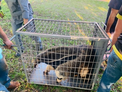 Resgate de tamanduá-bandeira mobiliza equipes da prefeitura e bombeiros na região 