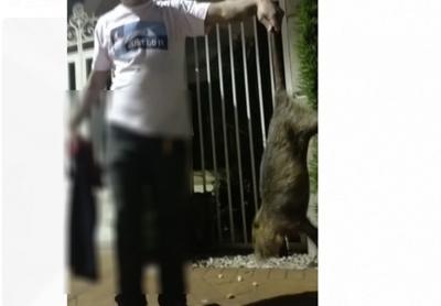 Rato do tamanho de gato é encontrado por jovens em Ourinhos; vídeo