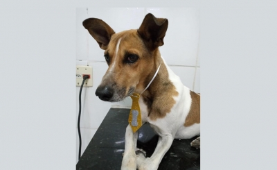 Cachorro fica três dias sem água e comida, após dona falecer dentro de casa, sem ninguém ficar sabendo na região 