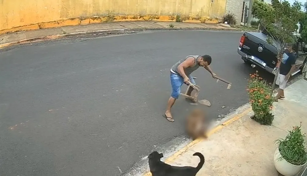 Vídeo: Cachorro pitbull é espancado até a morte na região e caso gera revolta