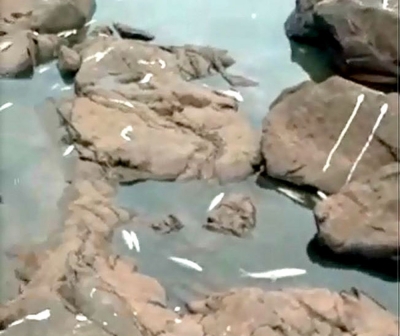 Polícia Ambiental investiga mortandade de peixes no rio Paranapanema em Salto Grande