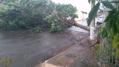 Árvore cai e bloqueia entrada de rua em Ourinhos 