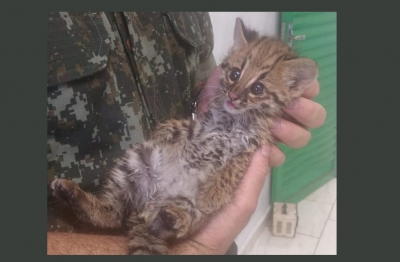 Filhote de jaguatirica é resgatado na área rural na região