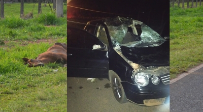 Cavalo é atropelado e motorista fica ferido em grave acidente na região 