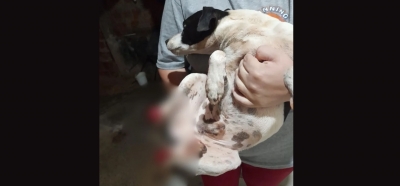 Cachorro tem patas decepadas e é sacrificado na região