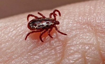 Ribeirão do Sul registra primeira morte por febre maculosa