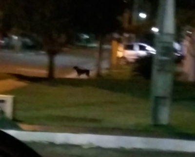 Criança é mordida por cadela solta em condomínio em Ourinhos