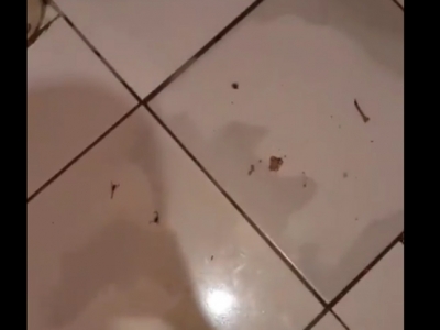 Moradora se desespera ao encontrar 7 escorpiões em casa em Ourinhos
