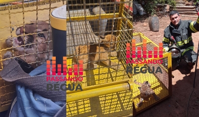 Filhote de onça parda é resgatado em área rural na região