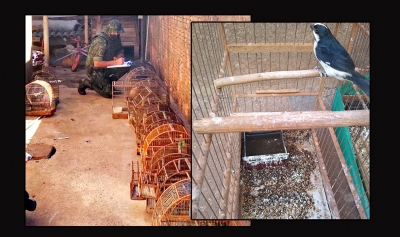  Homem é multado em mais de R$ 100 mil por manter aves silvestres em cativeiro em Ipaussu