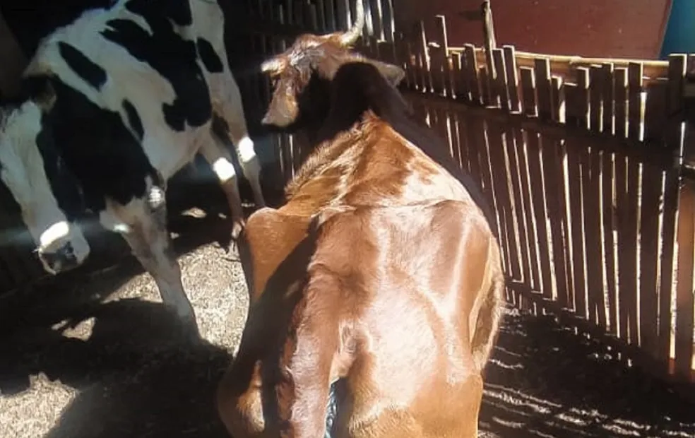 Mulher é presa e multada em R$ 27 mil por maus-tratos a animais em sítio de Santa Cruz do Rio Pardo