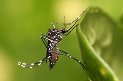 Dengue: Cidade da região confirma primeira morte; adolescente de 15 anos é internada com dengue hemorrágica