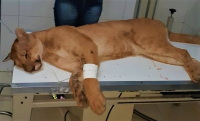 Após ser devolvida à natureza, onça que ficou 6h em árvore é atropelada na região