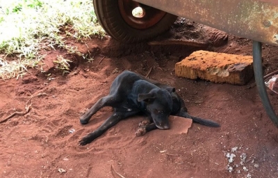 Dono é preso em flagrante por agredir cão com marreta em Salto Grande