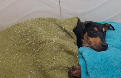 Cadela é resgatada de bueiro na SP-225 na região