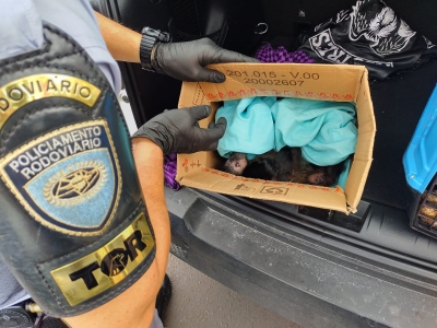  Casal é detido transportando macacos em caixas de papelão em rodovia em Santa Cruz do Rio Pardo 