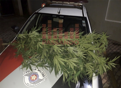 Polícia Militar apreende “pé de maconha” plantado em quintal no fundo de casa em Canitar 