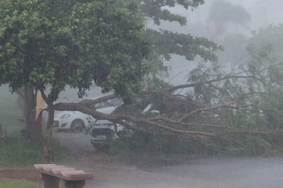 Tempestade derruba árvores e deixa casas destelhadas em duas cidades da região