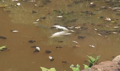 Prefeitura de Ipaussu investiga morte de peixes no lago municipal 