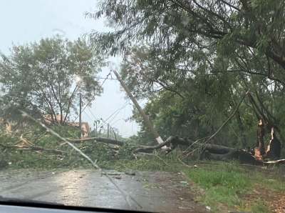 Árvore cai e interrompe rua em Ourinhos durante forte chuva