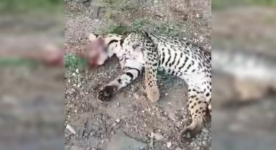 Onça-pintada e macaco são atropelados em rodovia na região; felino morreu