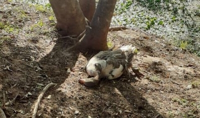 Mais uma ave amanhece morta no lago do Royal Park em Ourinhos 