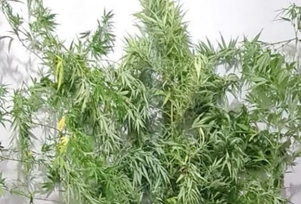 Justiça aplica sentença de advertência para ex-secretária de Meio Ambiente presa por plantação de maconha na região 