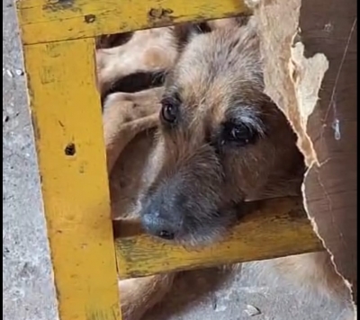 Tragédia na região: Senhor de 79 anos é encontrado sem vida em sua residência