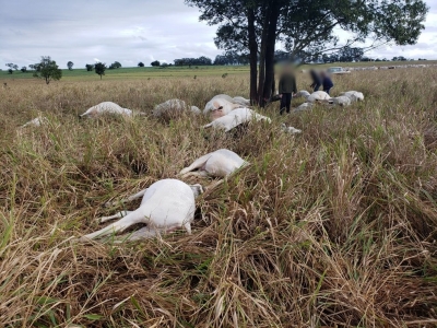 Vacas e bezerros são encontrados mortos em fazenda de Águas de Santa Bárbara