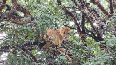 Onça-parda escondida em árvore é resgatada em quintal de casa na região