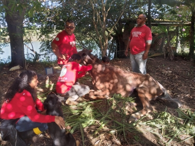 Depois de ficar dias sofrendo em Ourinhos, cavalo é resgatado por ONG de Bauru 