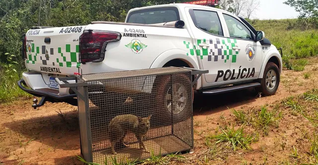 Raposa é encontrada dentro de escola em Ribeirão do Sul