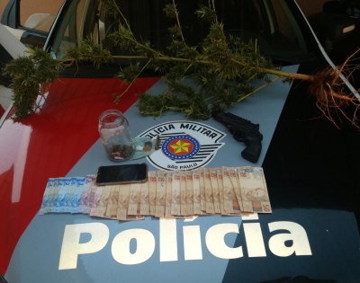Polícia Militar apreende pé de maconha em casa de acusado de tráfico de drogas em Ipaussu 