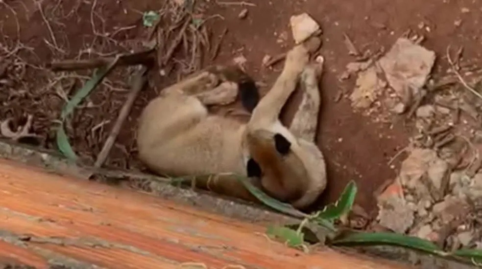 Onça parda é encontrada descansando no quintal de casa na região 