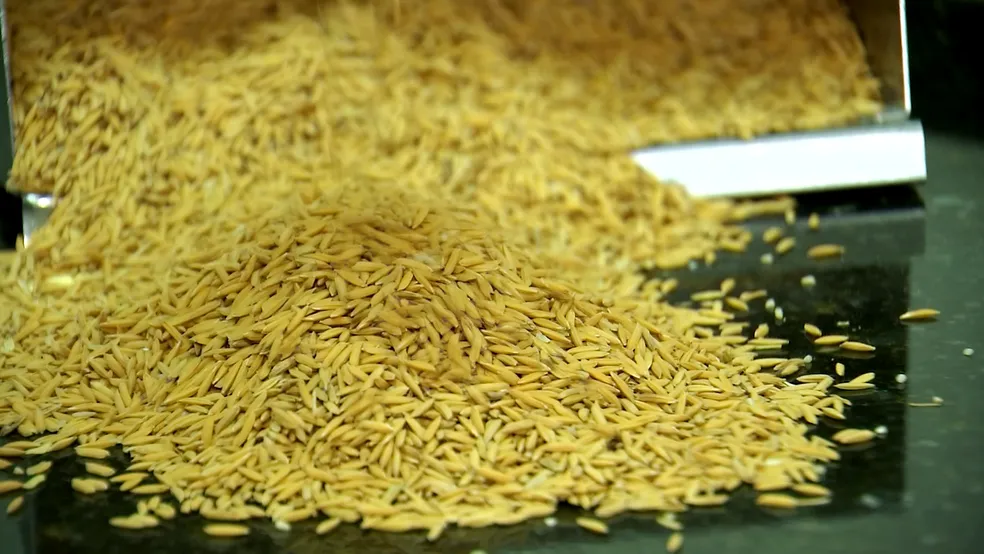 Alesp Aprova projeto declarando Santa Cruz do Rio Pardo Capital do Arroz em São Paulo