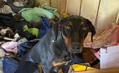 Homem é preso acusado de maus-tratos e violência sexual contra uma cadela e seus filhotes na região 