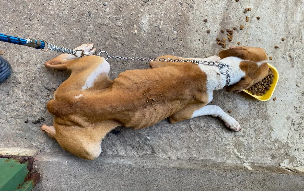 Cadela e filhotes são resgatados em situação de maus-tratos e sem acesso à água e comida em Marília