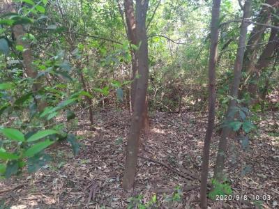 Corpo em decomposição é encontrado em área verde às margens da SP-270 em Ourinhos